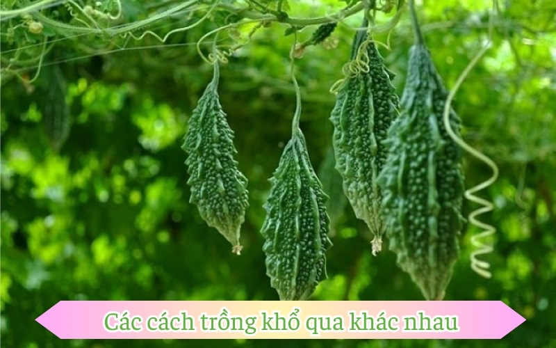 Các cách trồng khổ qua khác nhau