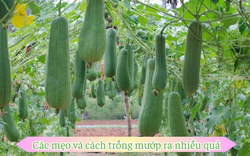 Các mẹo và cách trồng mướp ra nhiều quả​