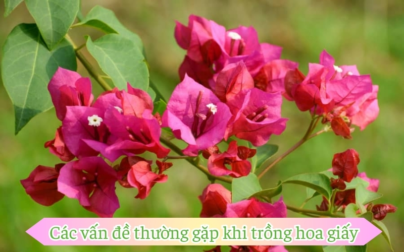 Các vấn đề thường gặp khi áp dụng cách trồng hoa giấy