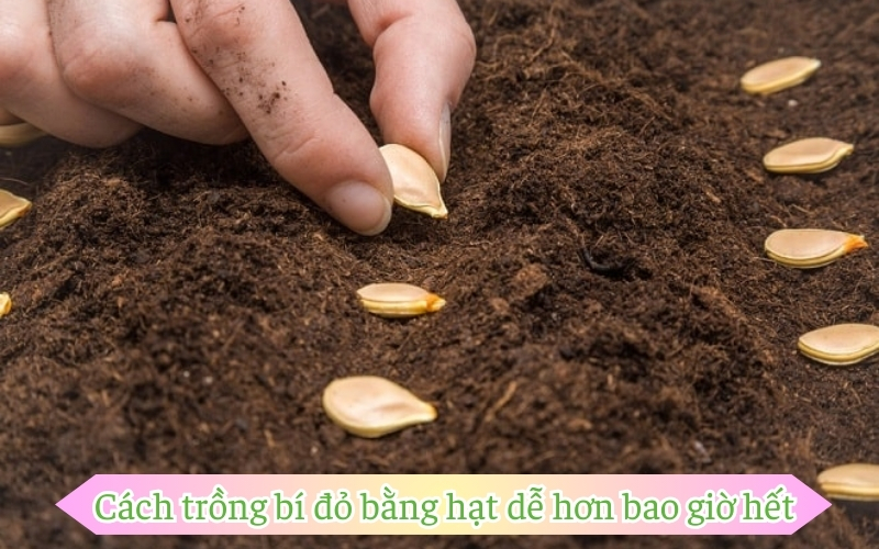 Cách trồng bí đỏ bằng hạt dễ hơn bao giờ hết