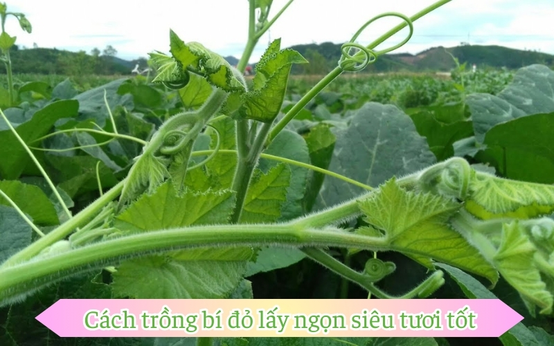 Cách trồng bí đỏ lấy ngọn siêu tươi tốt