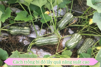 Khám phá cách trồng bí đỏ cho quả nhiều và chất lượng tốt