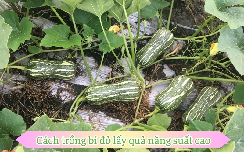 Cách trồng bí đỏ lấy quả năng suất cao