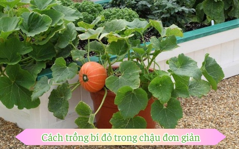 Cách trồng bí đỏ trong chậu đơn giản