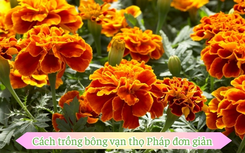 Cách trồng bông vạn thọ Pháp đơn giản 