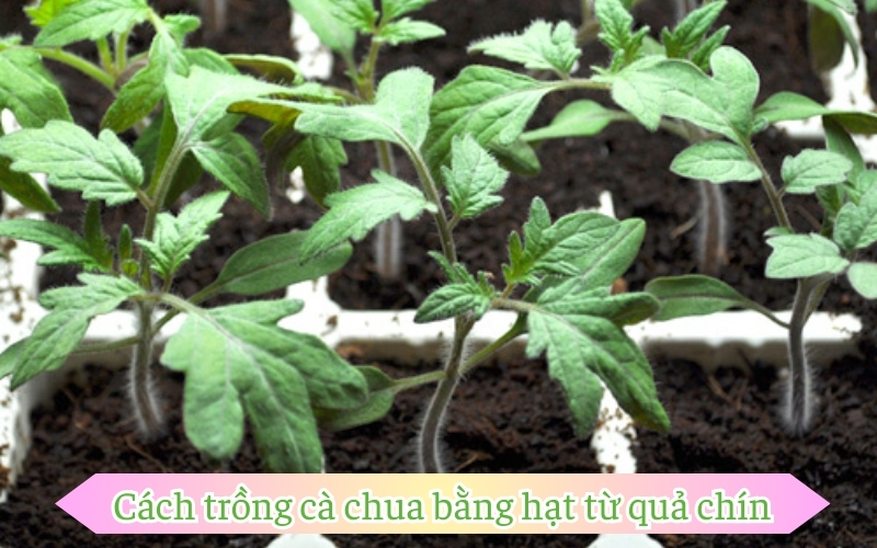 Cách trồng cà chua bằng hạt từ quả chín