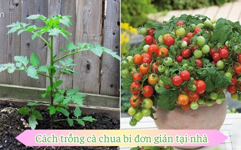 Cách trồng cà chua bi đơn giản tại nhà