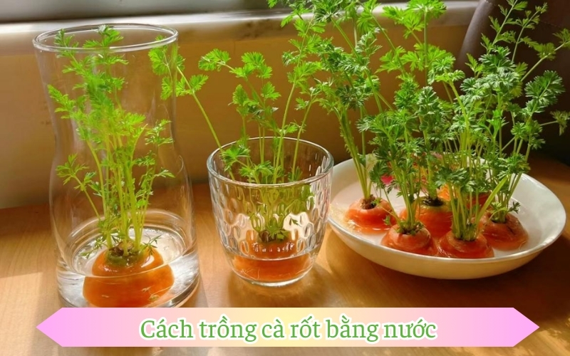 Cách trồng cà rốt bằng nước