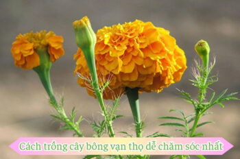 Hướng dẫn cách trồng bông vạn thọ tươi tốt hoa nở đều mùa lễ