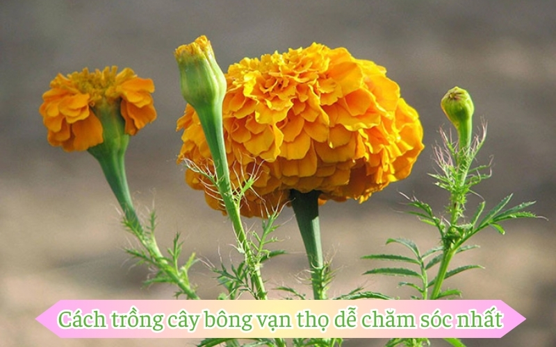 Cách trồng cây bông vạn thọ dễ chăm sóc nhất