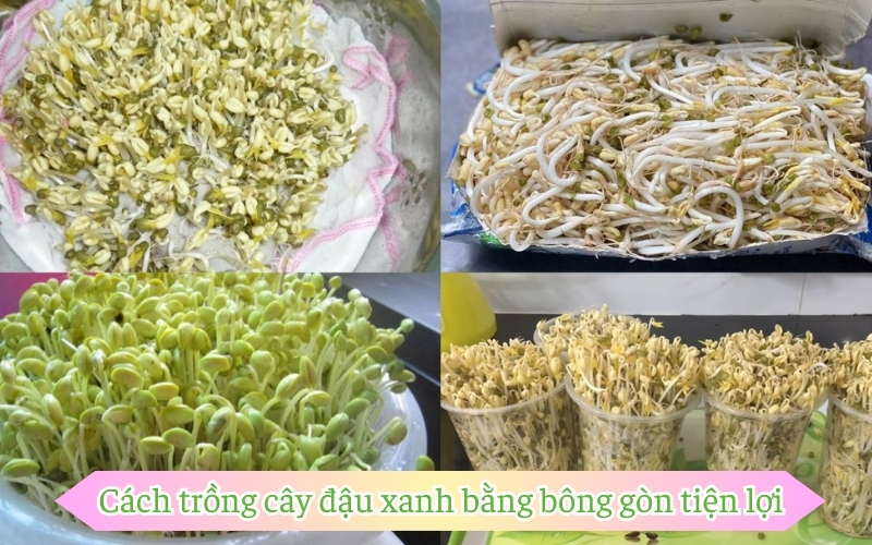 Cách trồng cây đậu xanh bằng bông gòn tiện lợi