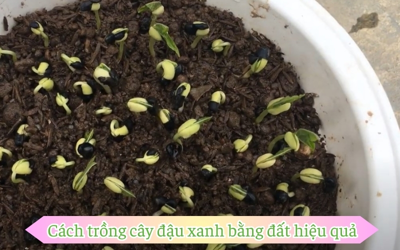 Cách trồng cây đậu xanh bằng đất hiệu quả