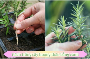 Học ngay cách trồng cây hương thảo đúng cách cây ra nhiều lá