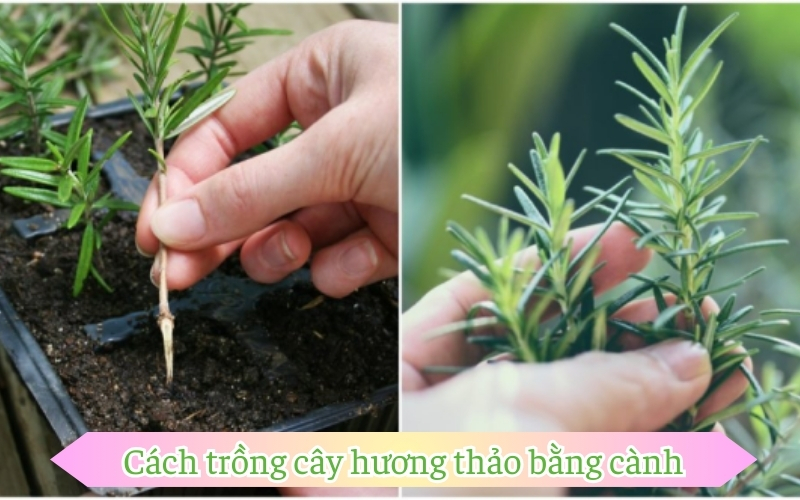 Cách trồng cây hương thảo bằng cành nhanh chóng