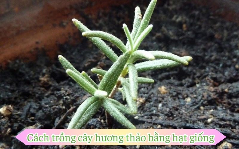 Cách trồng cây hương thảo bằng hạt giống