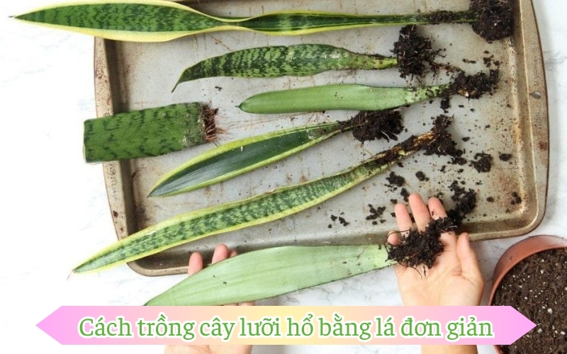 Cách trồng cây lưỡi hổ bằng lá đơn giản tại nhà