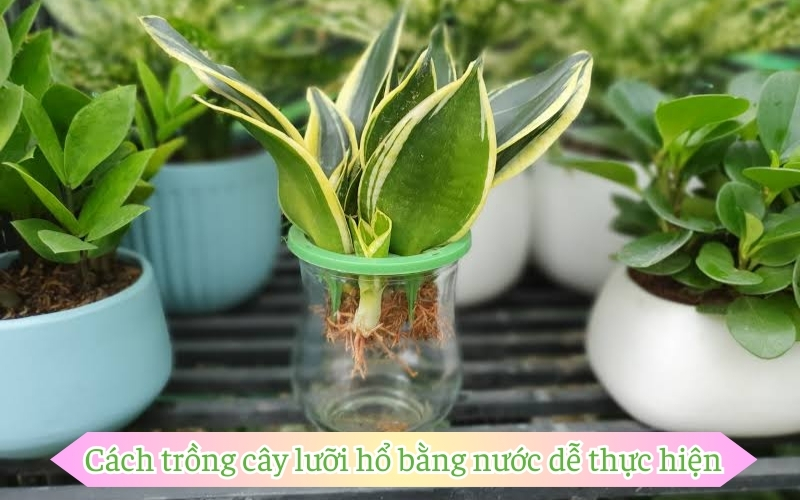 Cách trồng cây lưỡi hổ bằng nước dễ thực hiện