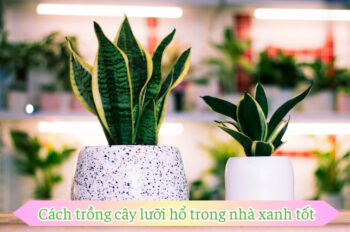 Tìm hiểu cách trồng cây lưỡi hổ để không gian luôn tươi mát