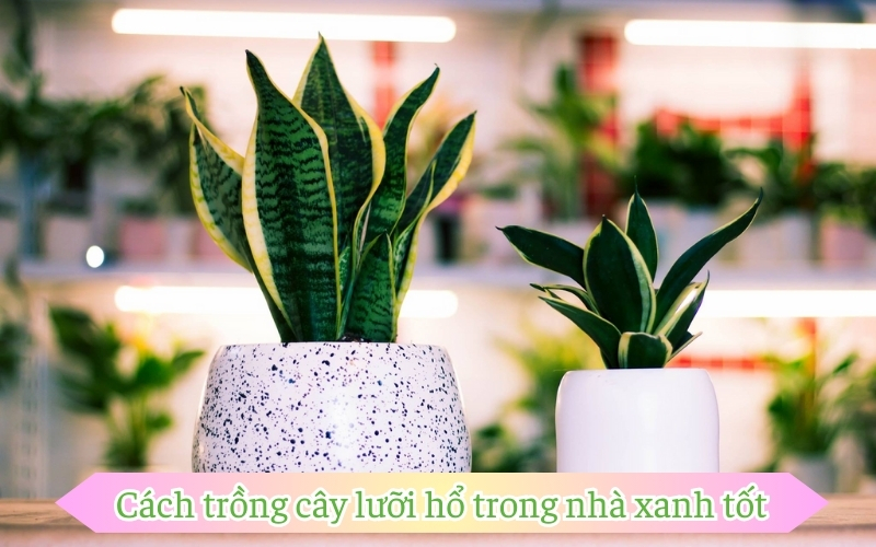 Cách trồng cây lưỡi hổ trong nhà xanh tốt