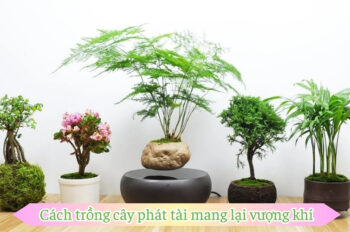 Cách trồng cây phát tài đẹp và khỏe mang lại phong thủy tốt