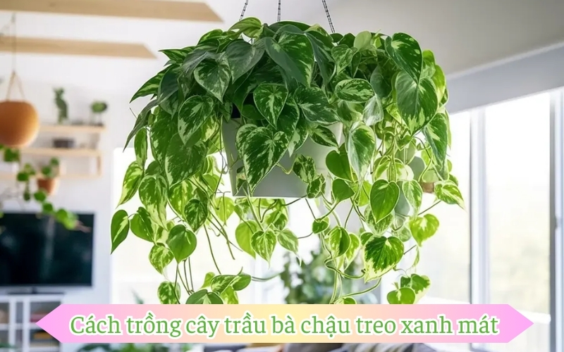 Cách trồng cây trầu bà chậu treo xanh mát