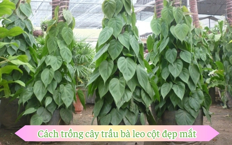 Cách trồng cây trầu bà leo cột đẹp mắt