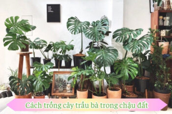 Cách trồng cây trầu bà và sai lầm thường gặp khi chăm sóc