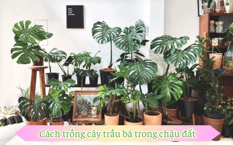 Cách trồng cây trầu bà trong chậu đất