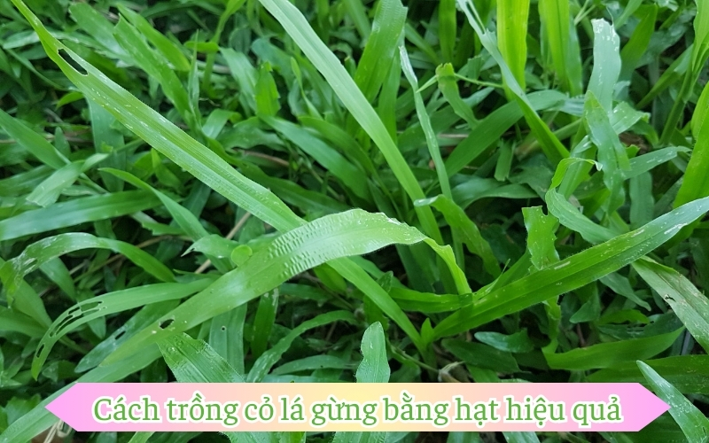 Cách trồng cỏ lá gừng bằng hạt hiệu quả