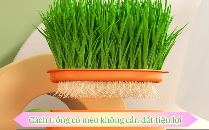 Cách trồng cỏ mèo không cần đất tiện lợi