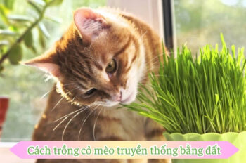 Mẹo và cách trồng cỏ mèo giúp phát triển nhanh và tươi tốt