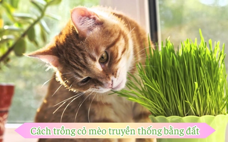 Cách trồng cỏ mèo truyền thống bằng đất