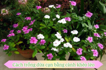 Học cách trồng dừa cạn bằng cành nhanh ra hoa và dễ chăm sóc