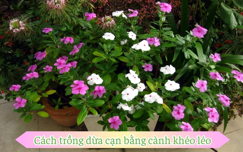 Cách trồng dừa cạn bằng cành khéo léo