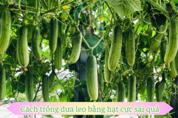 Top 12+ Cách trồng dưa leo ra nhiều quả trong thời gian ngắn