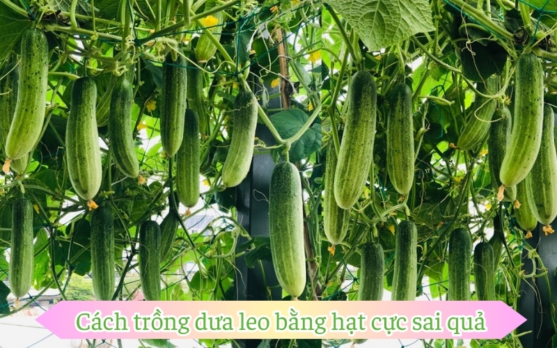 Cách trồng dưa leo bằng hạt cực sai quả