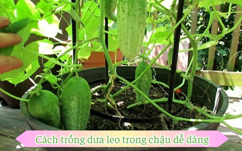 Cách trồng dưa leo trong chậu dễ dàng