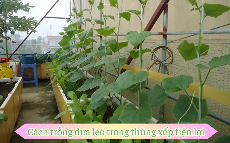 Cách trồng dưa leo trong thùng xốp tiện lợi