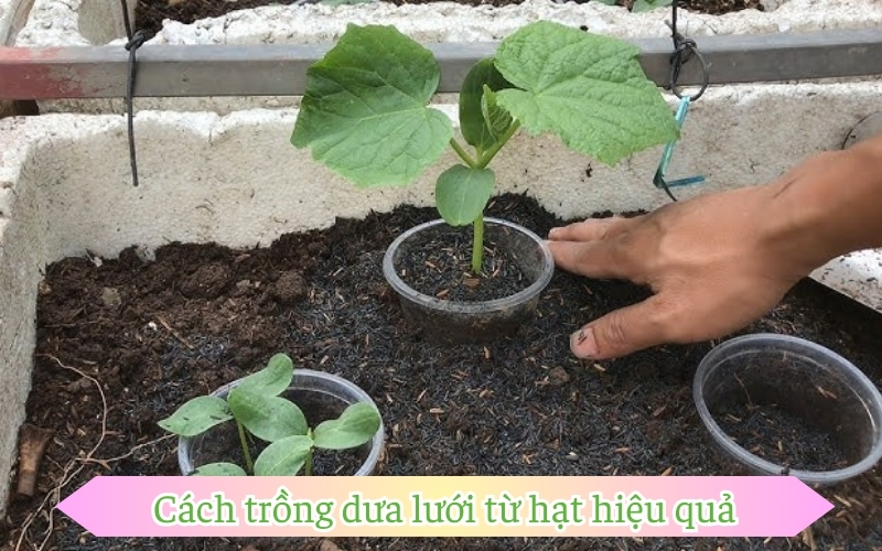 Cách trồng dưa lưới từ hạt hiệu quả