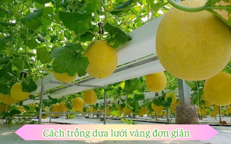 Cách trồng dưa lưới vàng đơn giản