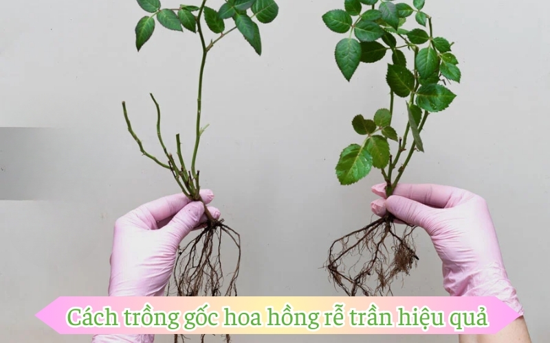 Cách trồng gốc hoa hồng rễ trần hiệu quả