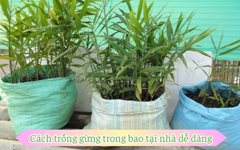 Cách trồng gừng trong bao tại nhà dễ dàng