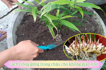 Hướng dẫn cụ thể cách trồng gừng nhiều củ và thu hoạch nhanh