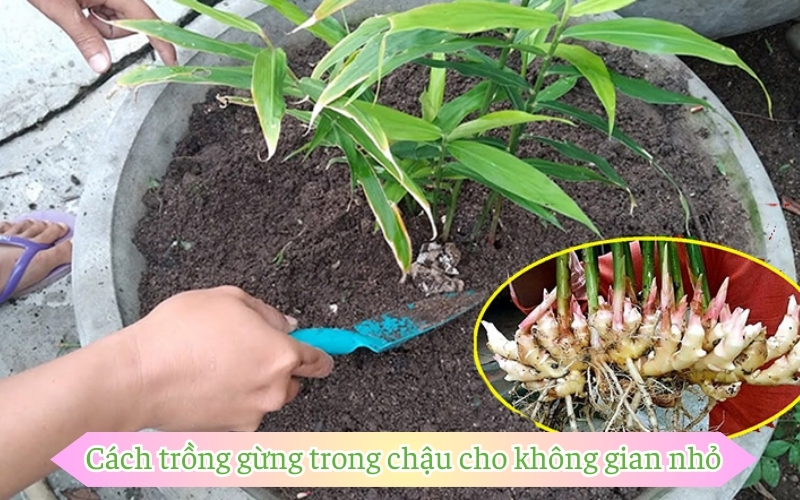 Cách trồng gừng trong chậu cho không gian nhỏ