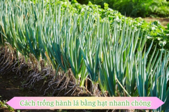 Cách trồng hành lá tại nhà từ hạt và củ hành khô cực kỳ dễ