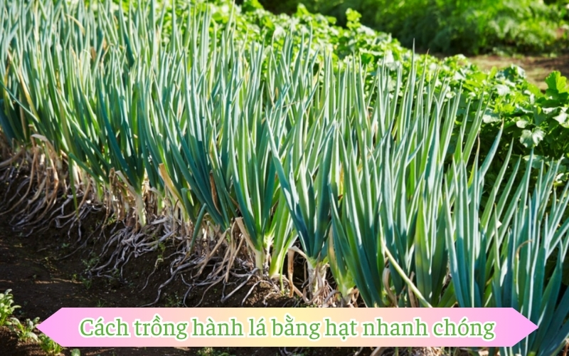 Cách trồng hành lá bằng hạt nhanh chóng