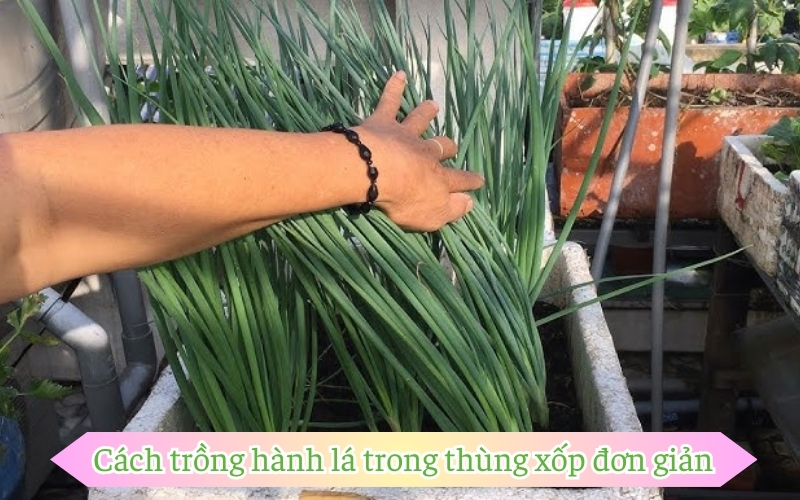 Cách trồng hành lá trong thùng xốp đơn giản