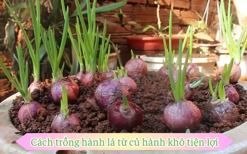 Cách trồng hành lá từ củ hành khô tiện lợi