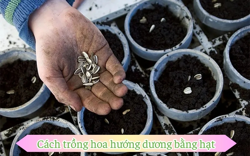 Cách trồng hoa hướng dương bằng hạt