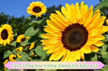 3 Cách trồng hoa hướng dương giúp không gian thêm tươi sáng